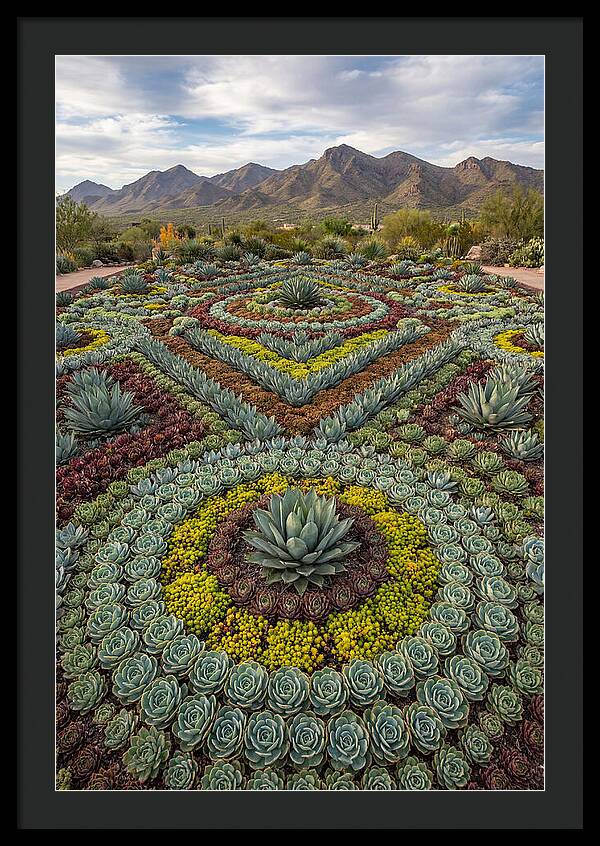Succulent Garden Harmony