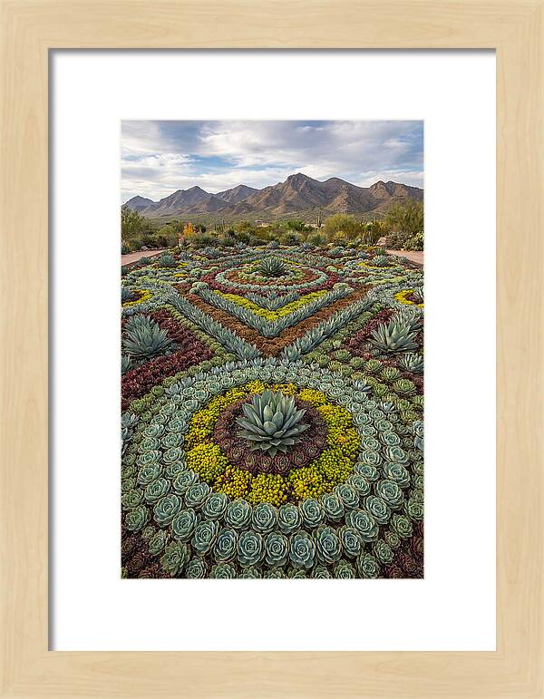 Succulent Garden Harmony
