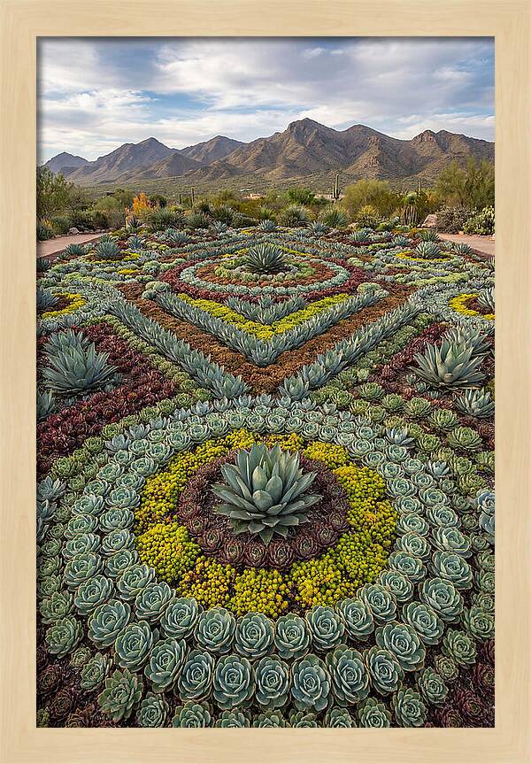 Succulent Garden Harmony