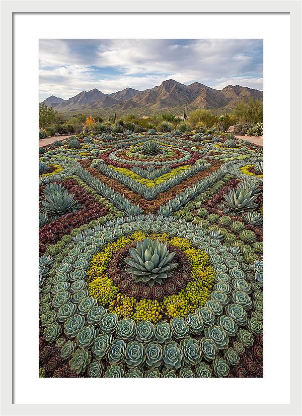 Succulent Garden Harmony