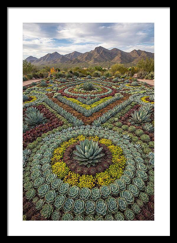 Succulent Garden Harmony