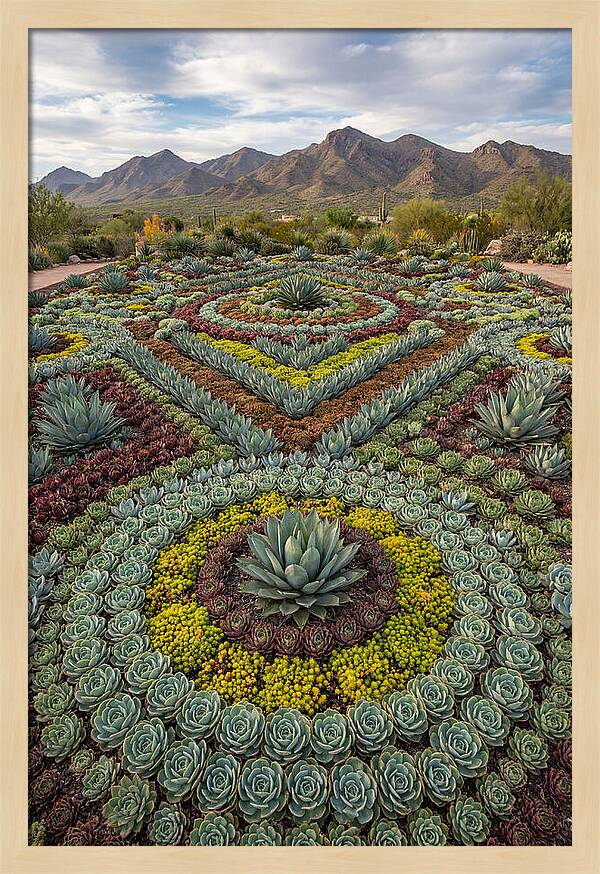 Succulent Garden Harmony
