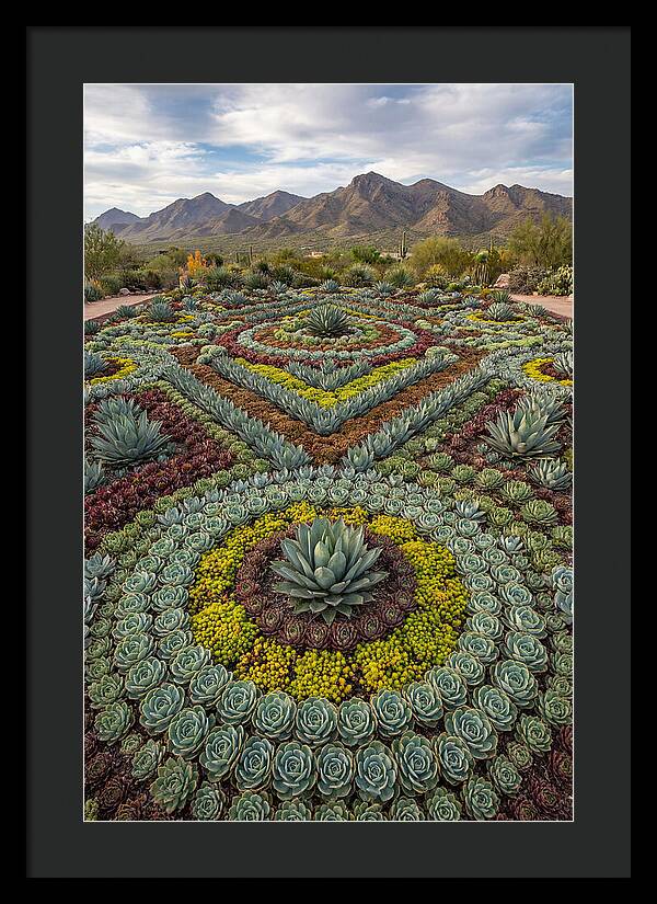 Succulent Garden Harmony