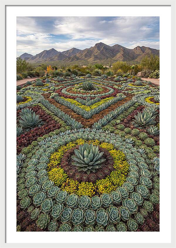 Succulent Garden Harmony