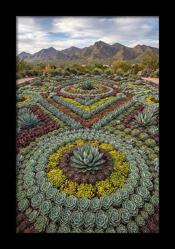 Succulent Garden Harmony