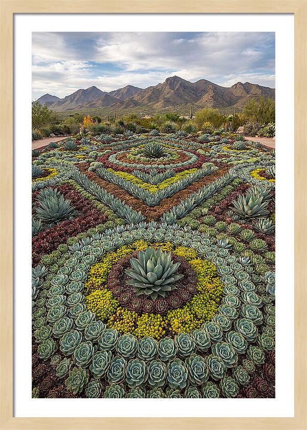Succulent Garden Harmony