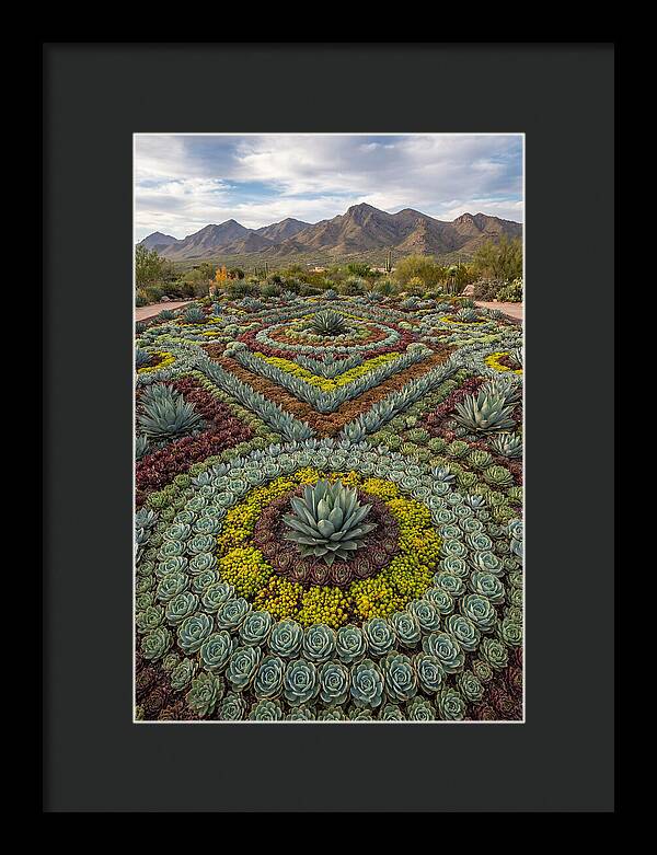 Succulent Garden Harmony