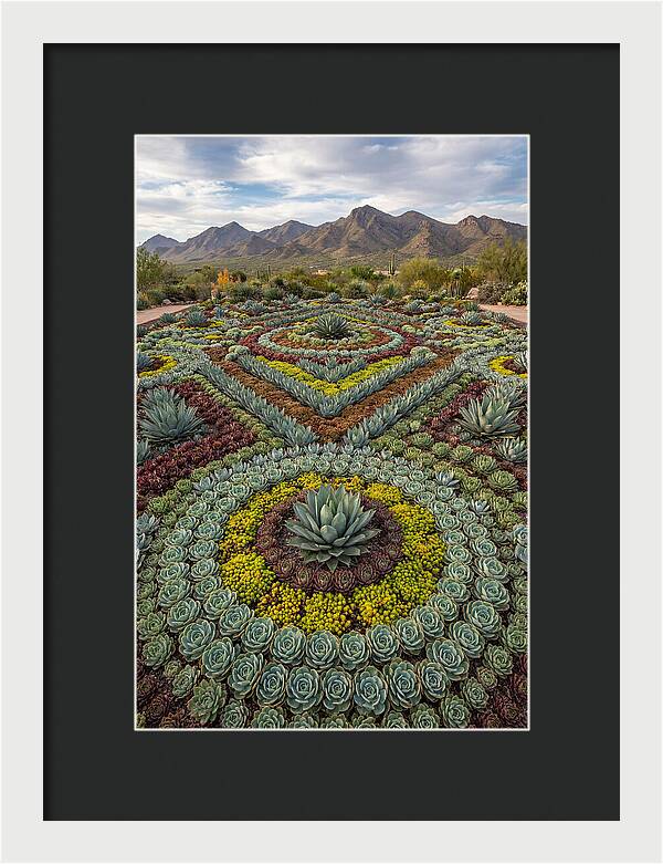 Succulent Garden Harmony