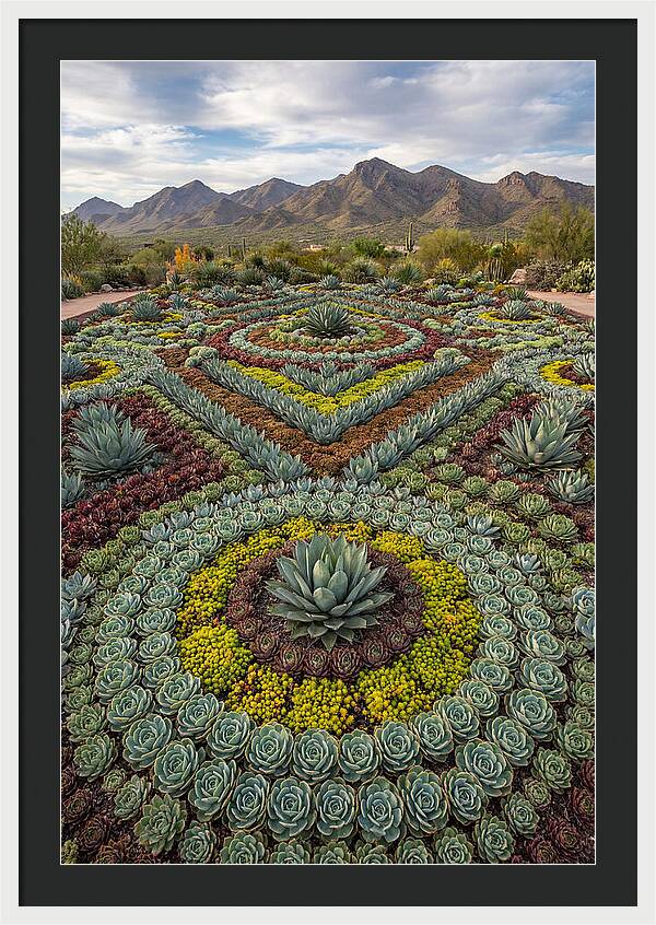Succulent Garden Harmony