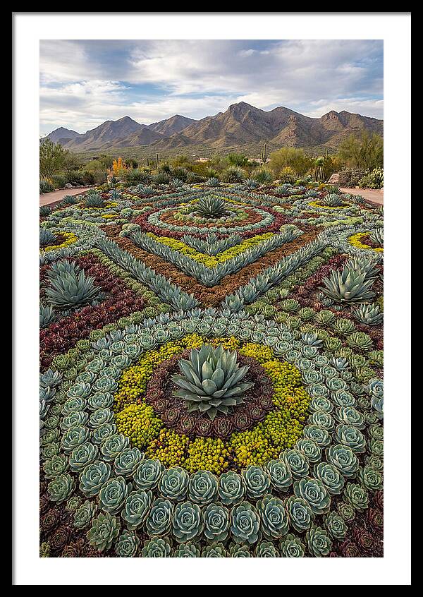 Succulent Garden Harmony