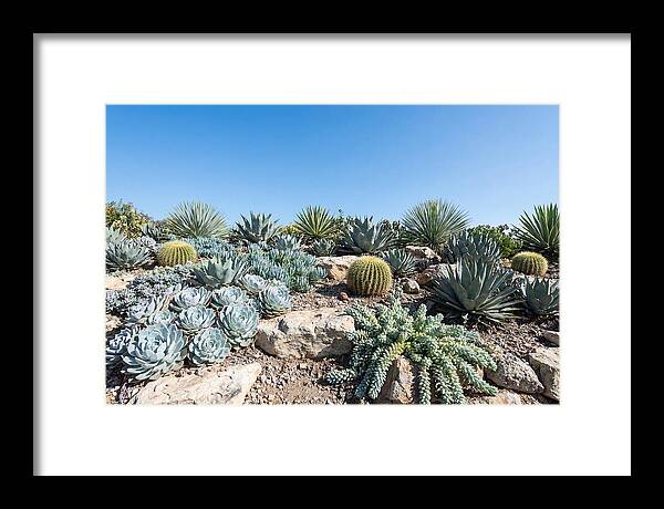 Succulent Garden Serenity