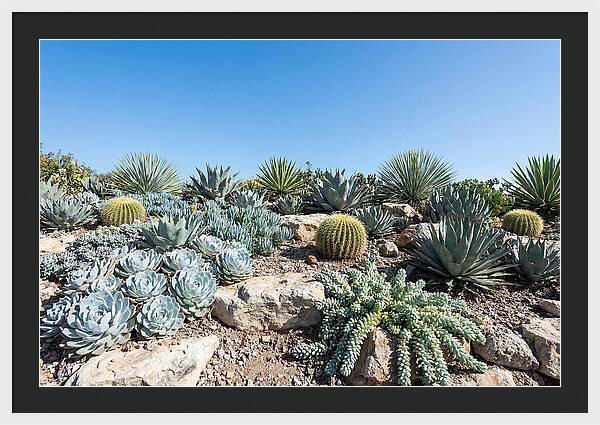 Succulent Garden Serenity