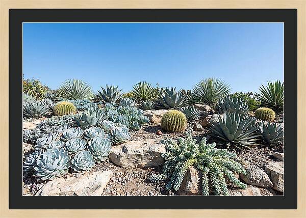 Succulent Garden Serenity
