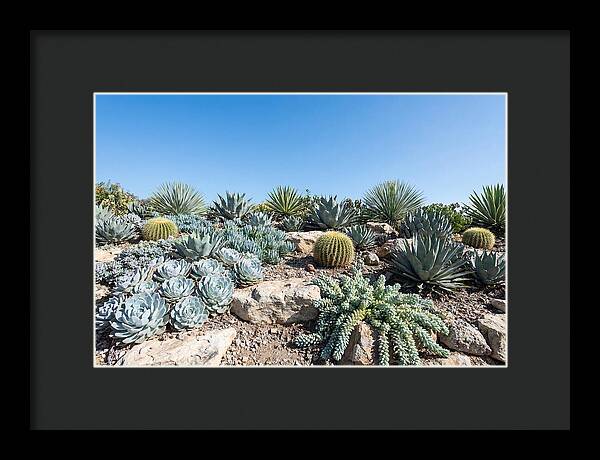Succulent Garden Serenity
