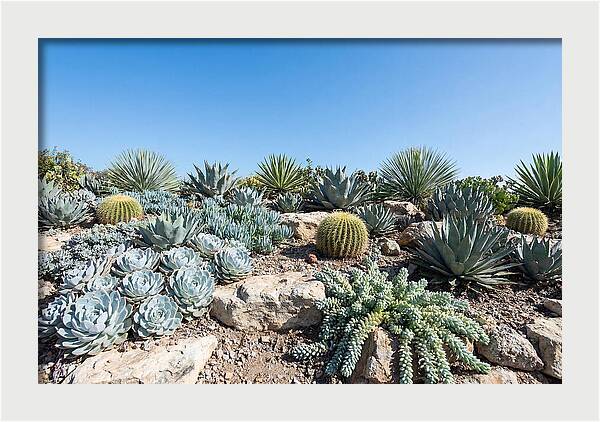 Succulent Garden Serenity