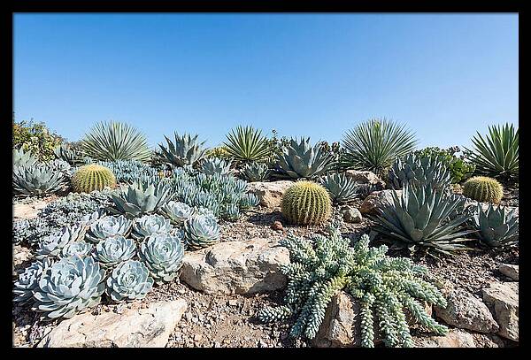 Succulent Garden Serenity
