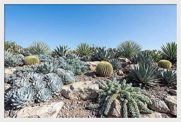 Succulent Garden Serenity
