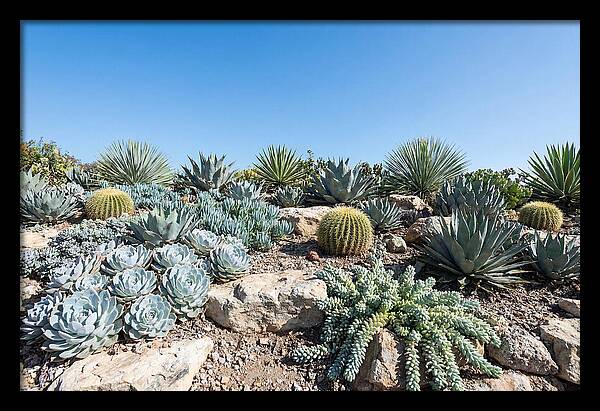 Succulent Garden Serenity