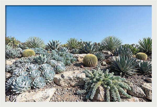 Succulent Garden Serenity