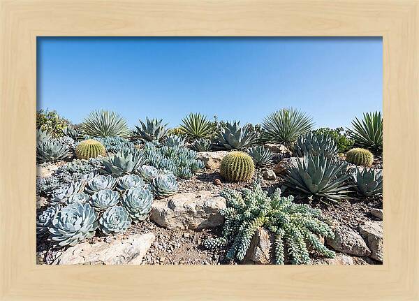 Succulent Garden Serenity