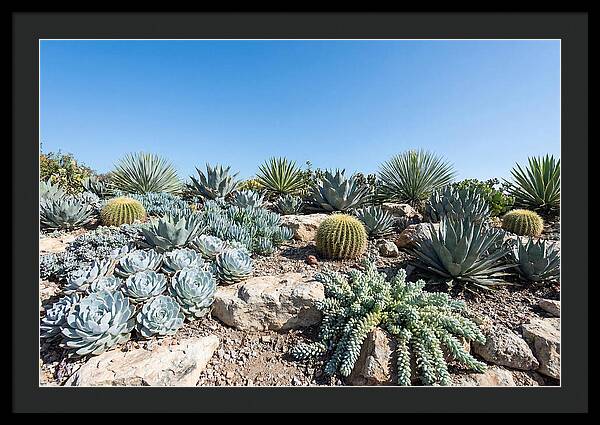 Succulent Garden Serenity