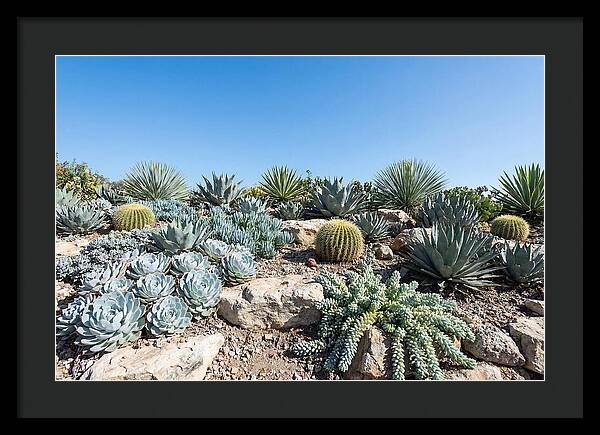 Succulent Garden Serenity