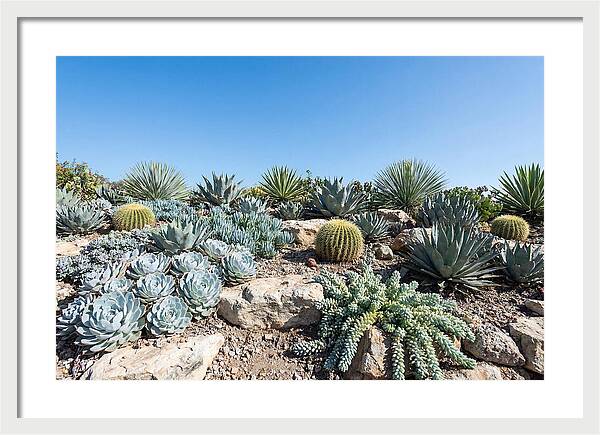 Succulent Garden Serenity