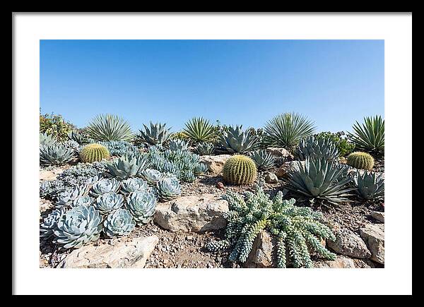 Succulent Garden Serenity