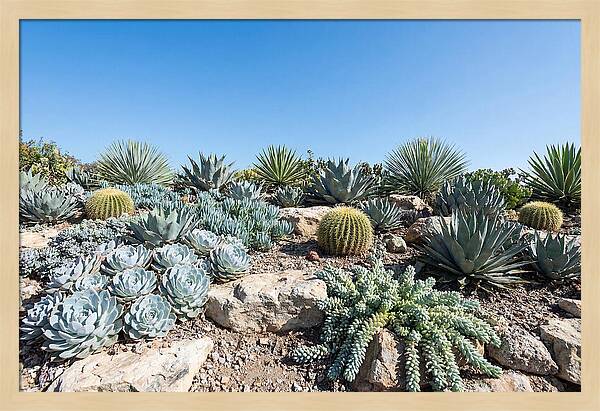 Succulent Garden Serenity