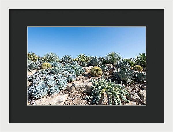 Succulent Garden Serenity