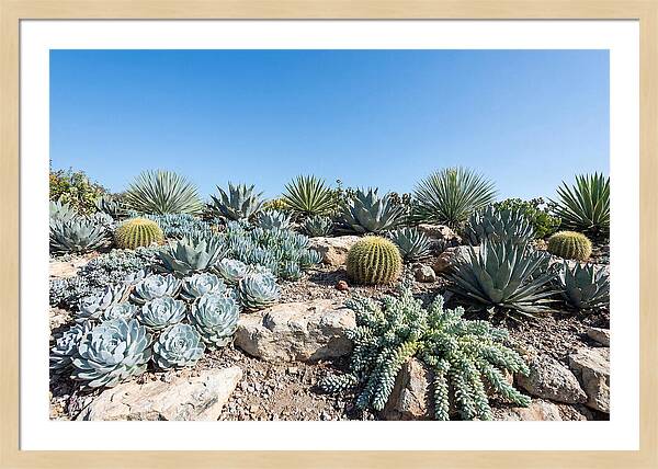 Succulent Garden Serenity