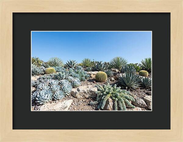 Succulent Garden Serenity