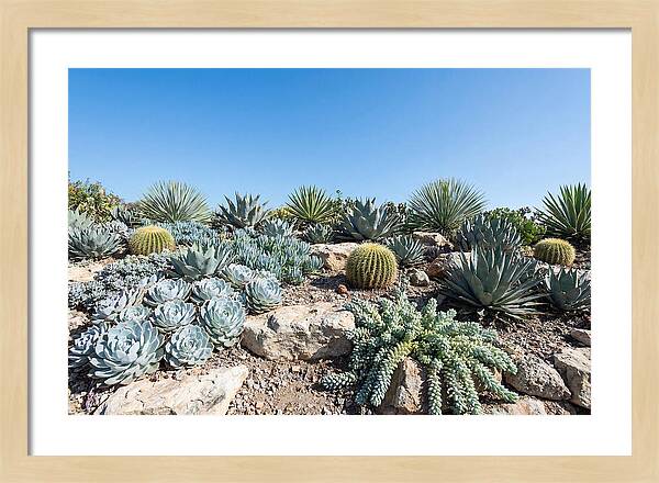 Succulent Garden Serenity