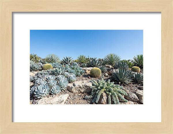 Succulent Garden Serenity