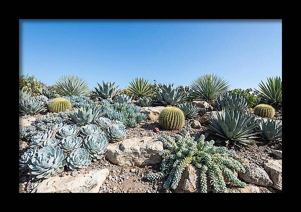 Succulent Garden Serenity