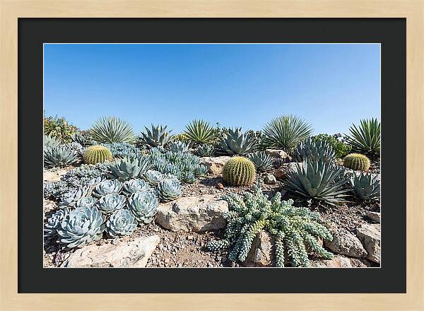 Succulent Garden Serenity