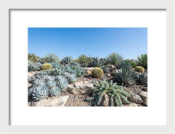 Succulent Garden Serenity