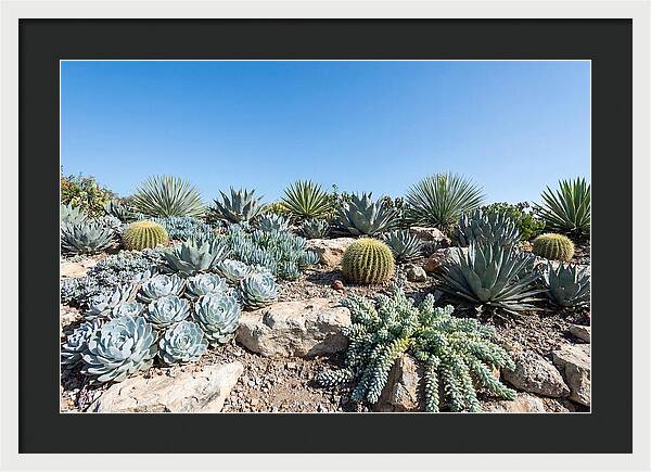Succulent Garden Serenity
