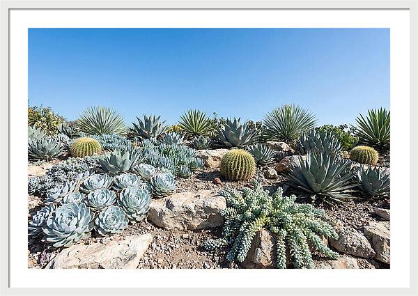 Succulent Garden Serenity
