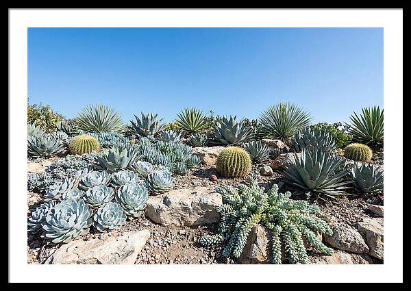 Succulent Garden Serenity