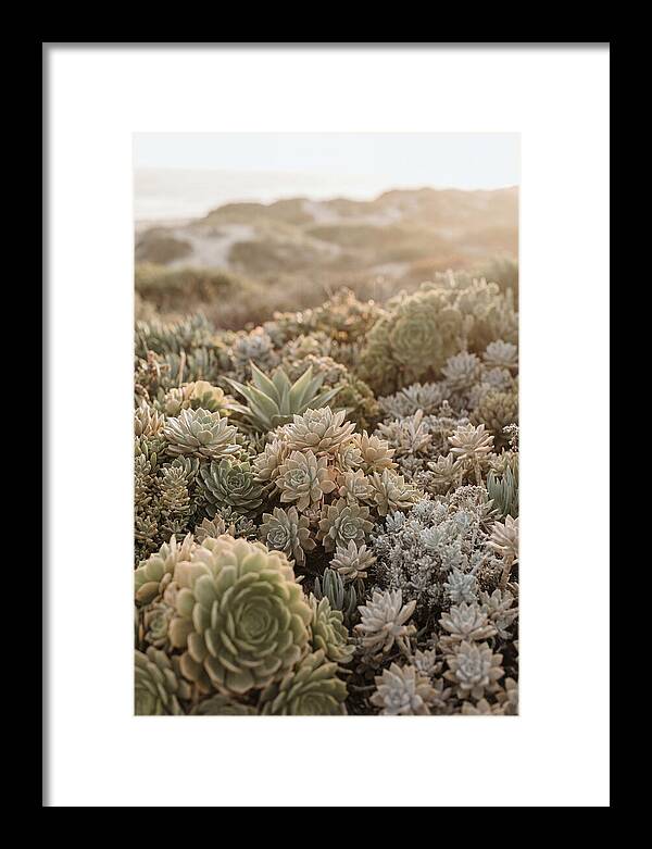 Succulent Garden Serenity