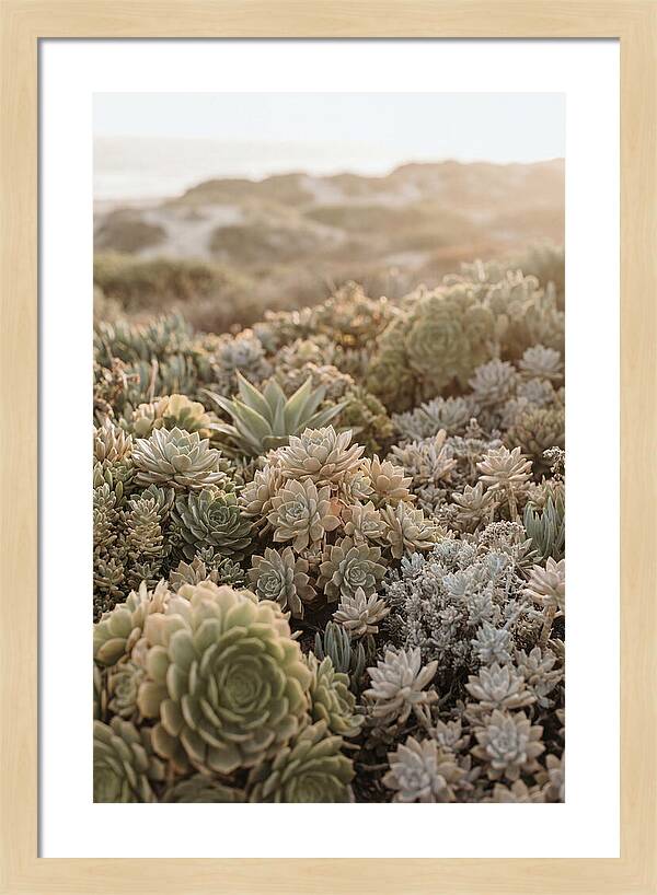 Succulent Garden Serenity
