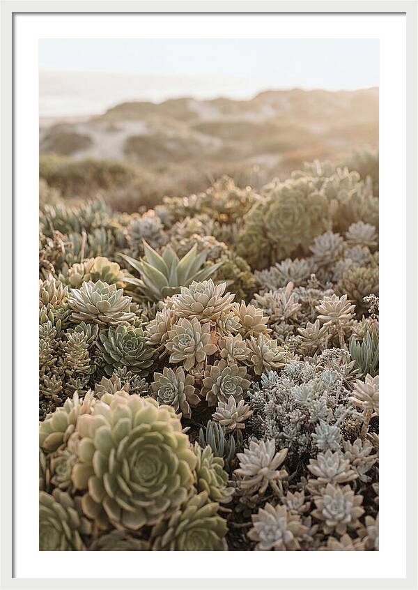 Succulent Garden Serenity
