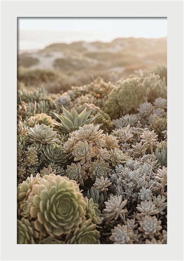 Succulent Garden Serenity
