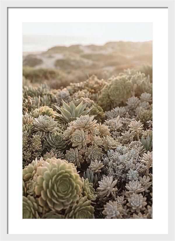 Succulent Garden Serenity