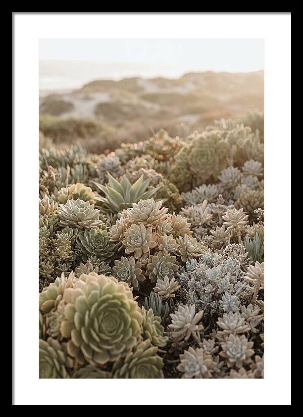 Succulent Garden Serenity