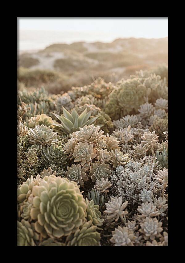 Succulent Garden Serenity