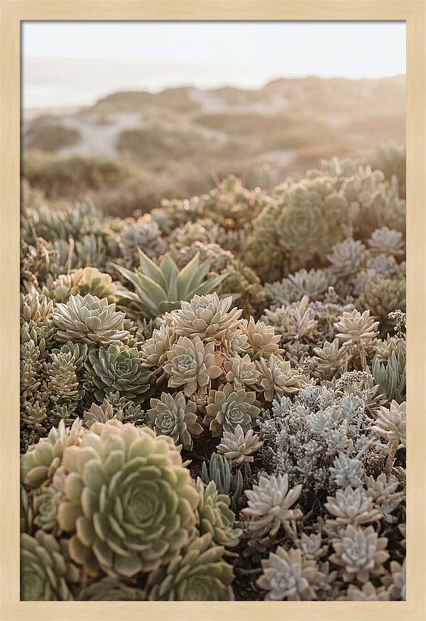 Succulent Garden Serenity