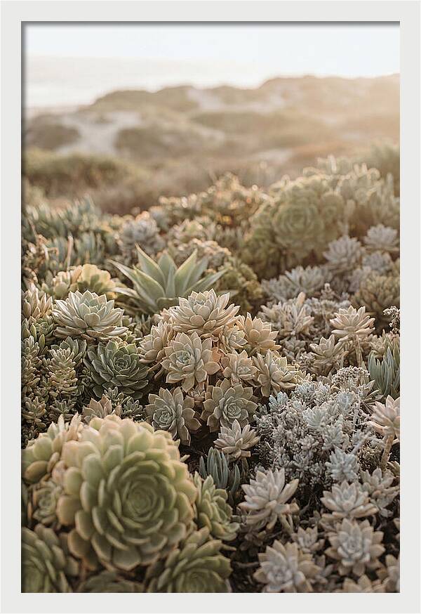 Succulent Garden Serenity