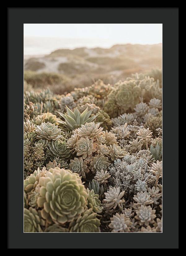 Succulent Garden Serenity